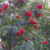Sorbus 'Dodong' - Pihlakas 'Dodong' C6/6L